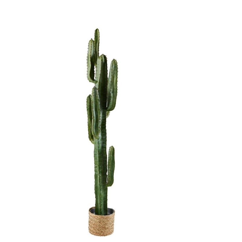 Location cactus artificiel Location cactus artificiel