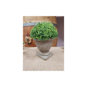 Location mini plante medicis