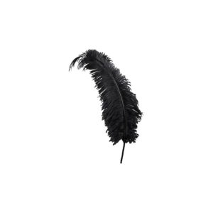 Location plumes d'autruche