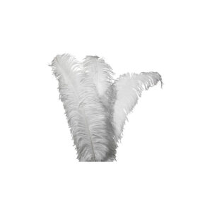 Location plumes d'autruche